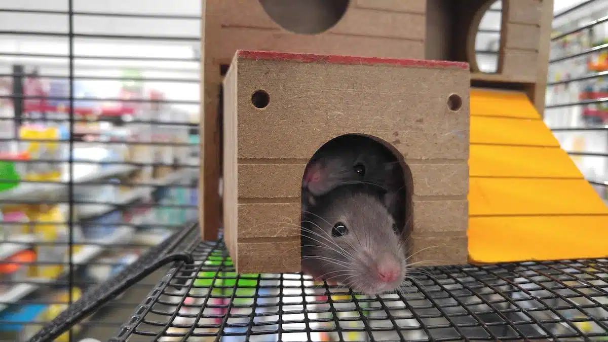 rats  maison