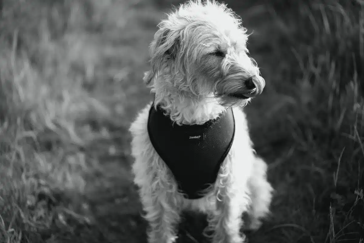 chien  souris