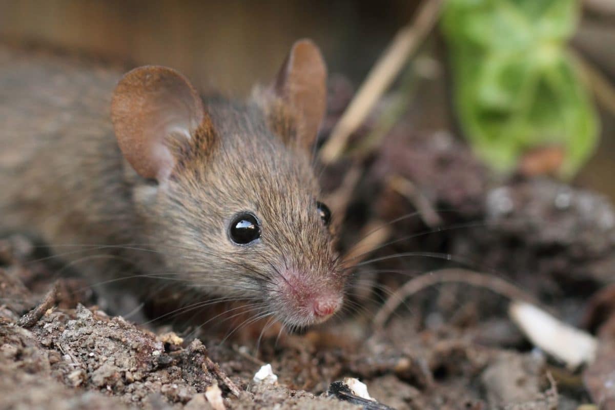 Lutte contre les souris avec un chien : conseils pour une élimination efficace et sans danger