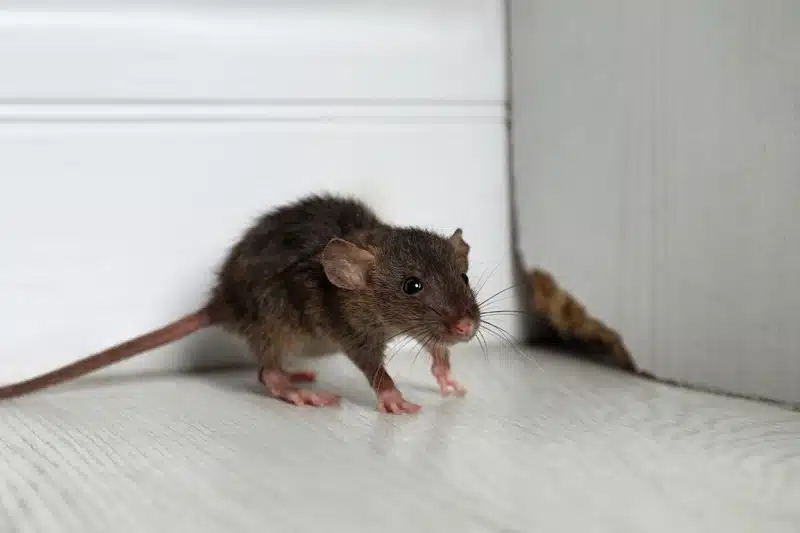 Lutte contre les souris avec un chien : conseils pour une élimination efficace et sans danger