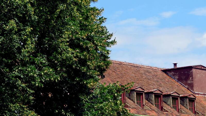arbre et toit
