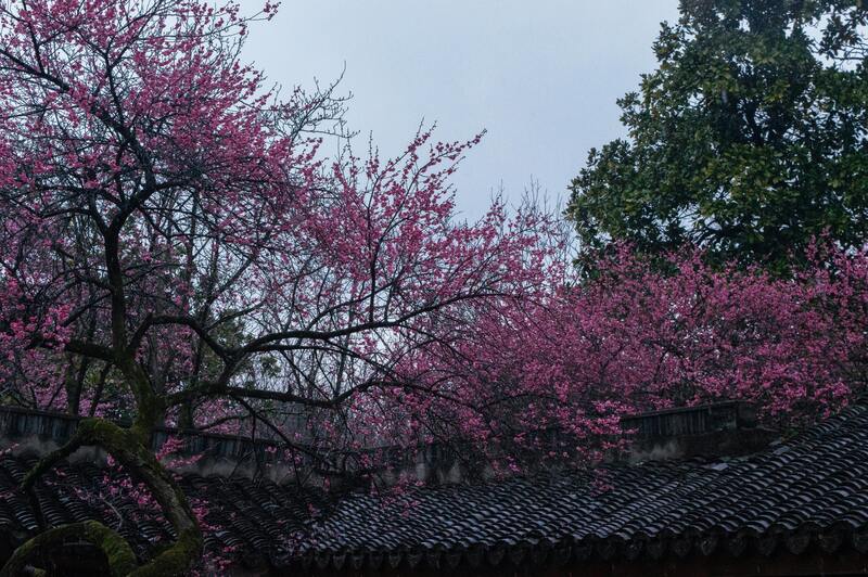branche arbre