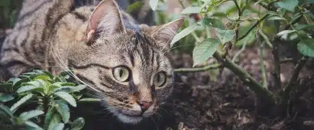 chasser les chats