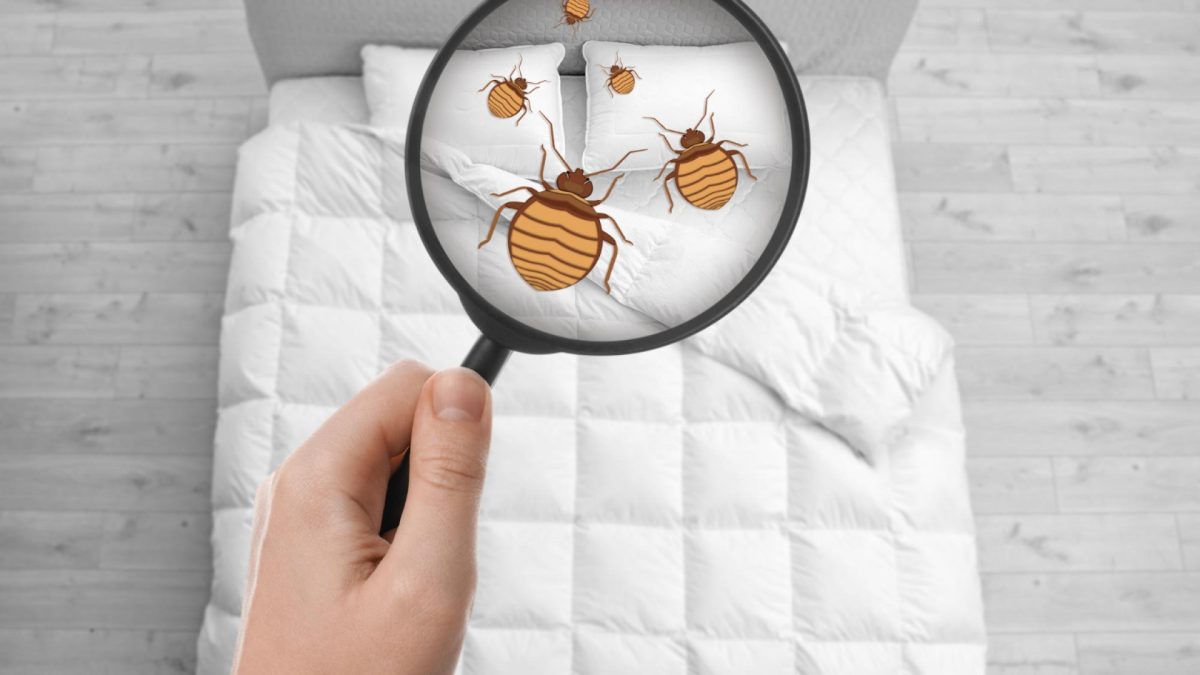 Punaises de lit dans la Drôme : comment réagir vite et efficacement ?