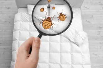 Punaises de lit dans la Drôme : comment réagir vite et efficacement ?